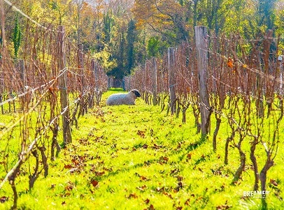 cours d'oenologie à Guérard près de Coulommiers en Seine-et-Marne 77