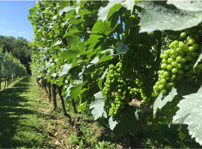 visite de vigneron à Guérard près de Coulommiers en Seine-et-Marne 77